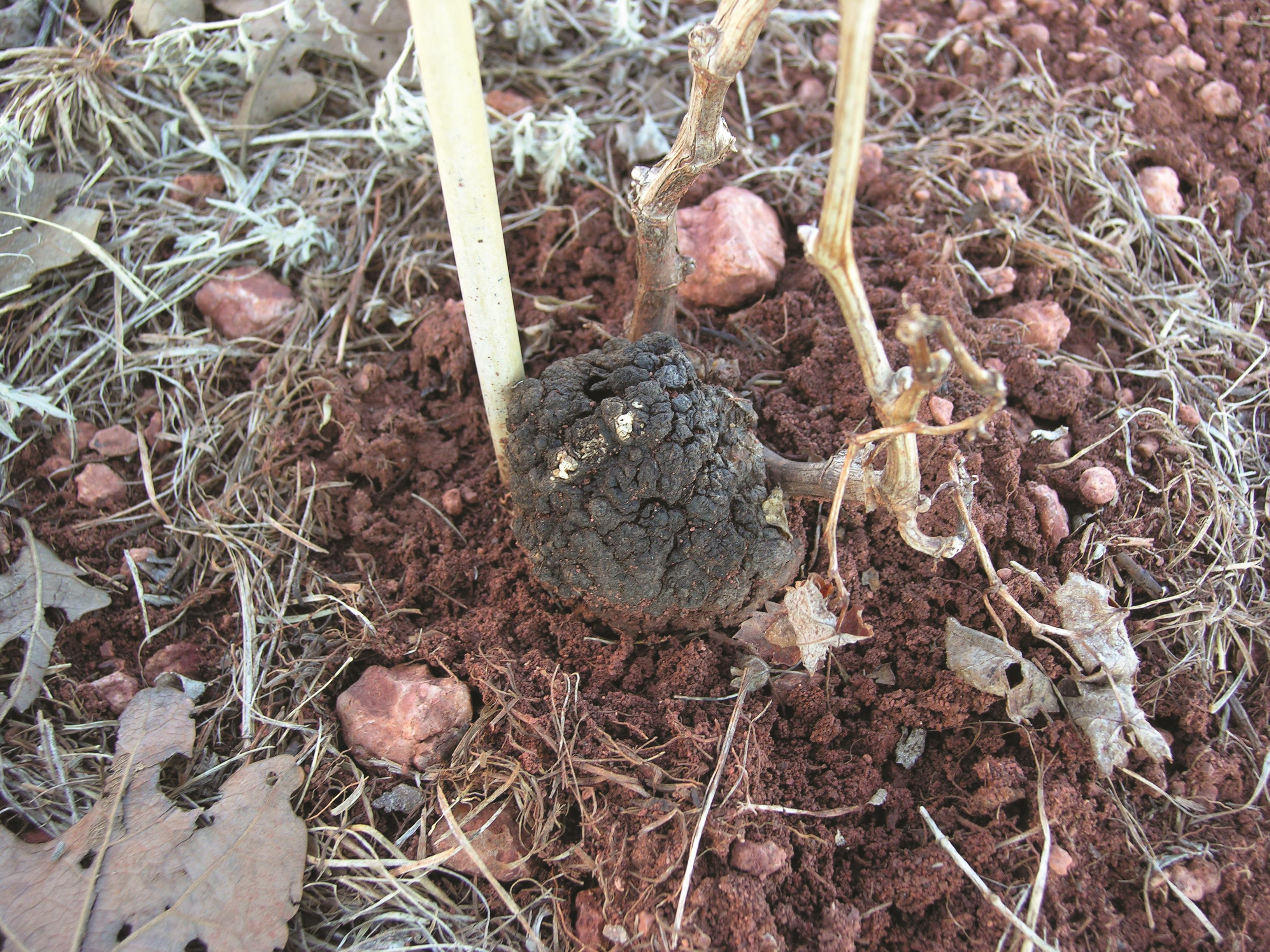 Crown Gall
